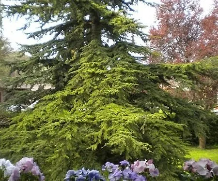 Aux Marguerites *